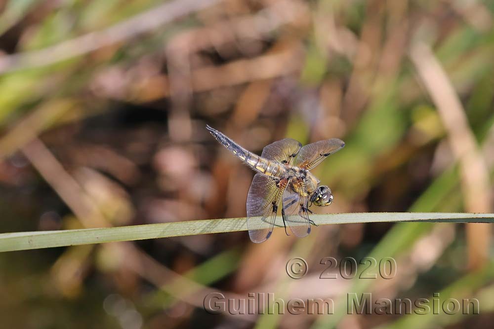 Libellula quadrimaculata