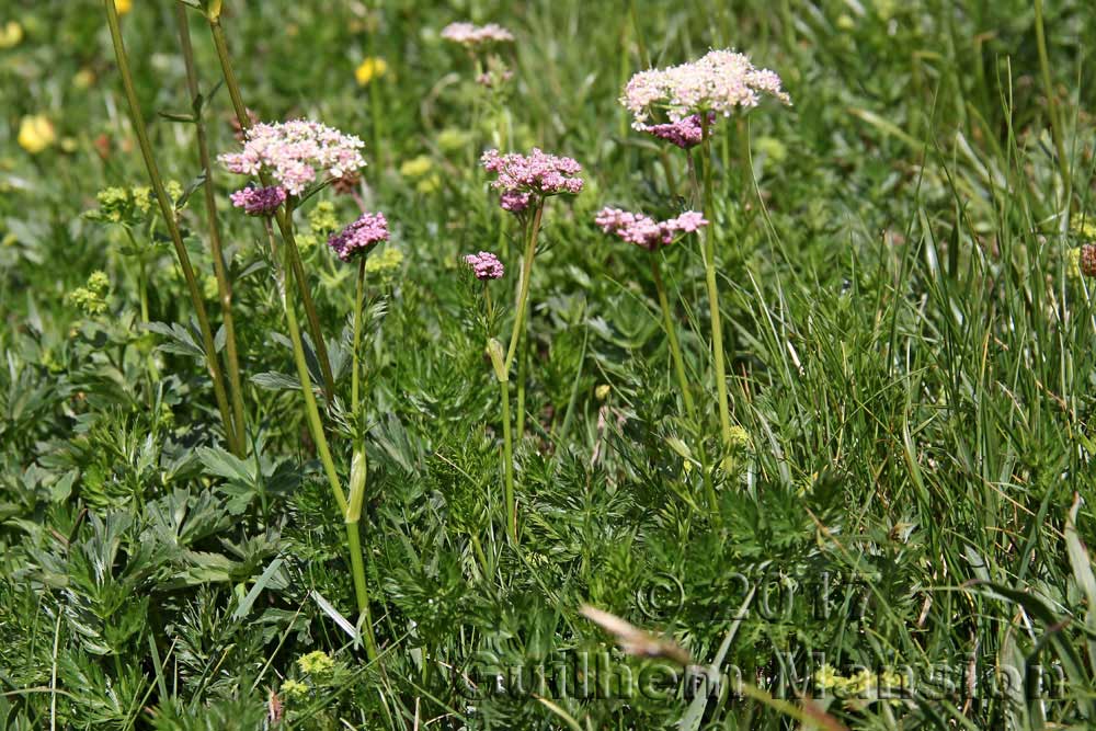 Mutellina adonidifolia [Ligusticum mutellina]