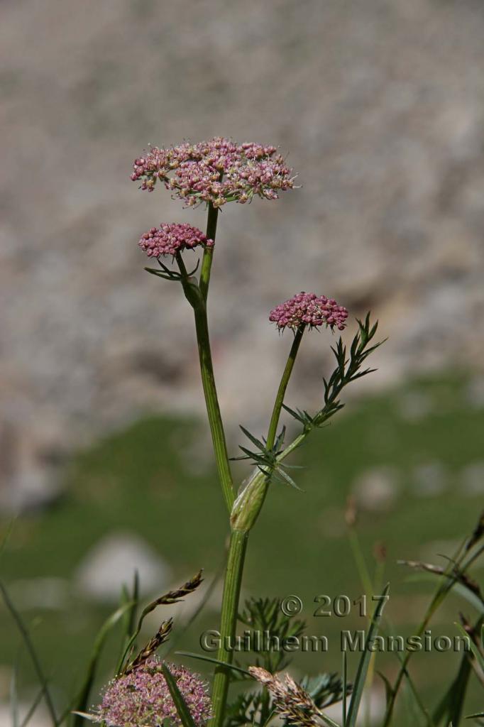 Mutellina adonidifolia [Ligusticum mutellina]