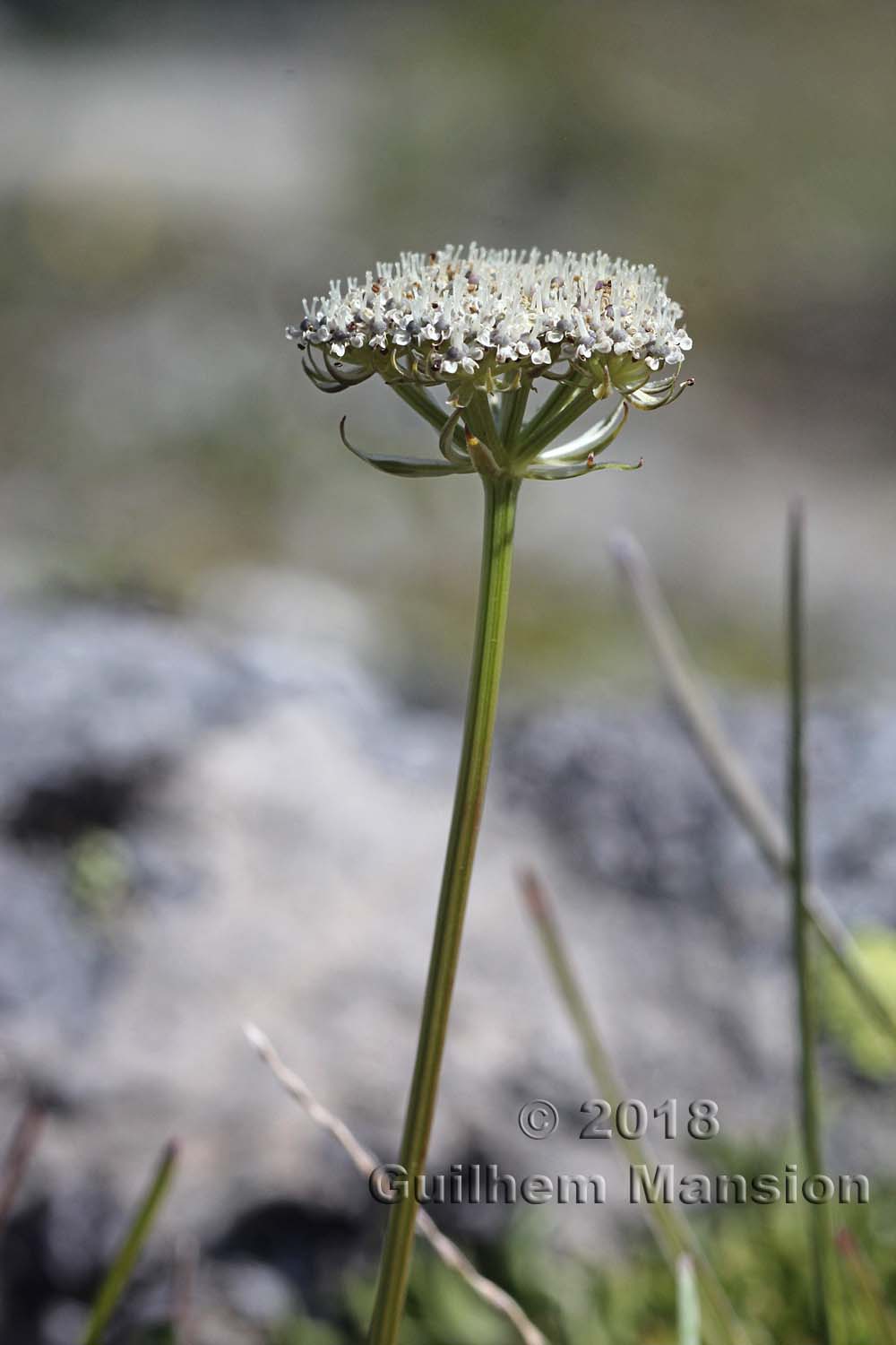 Pachypleurum [Ligusticum] mutellinoides