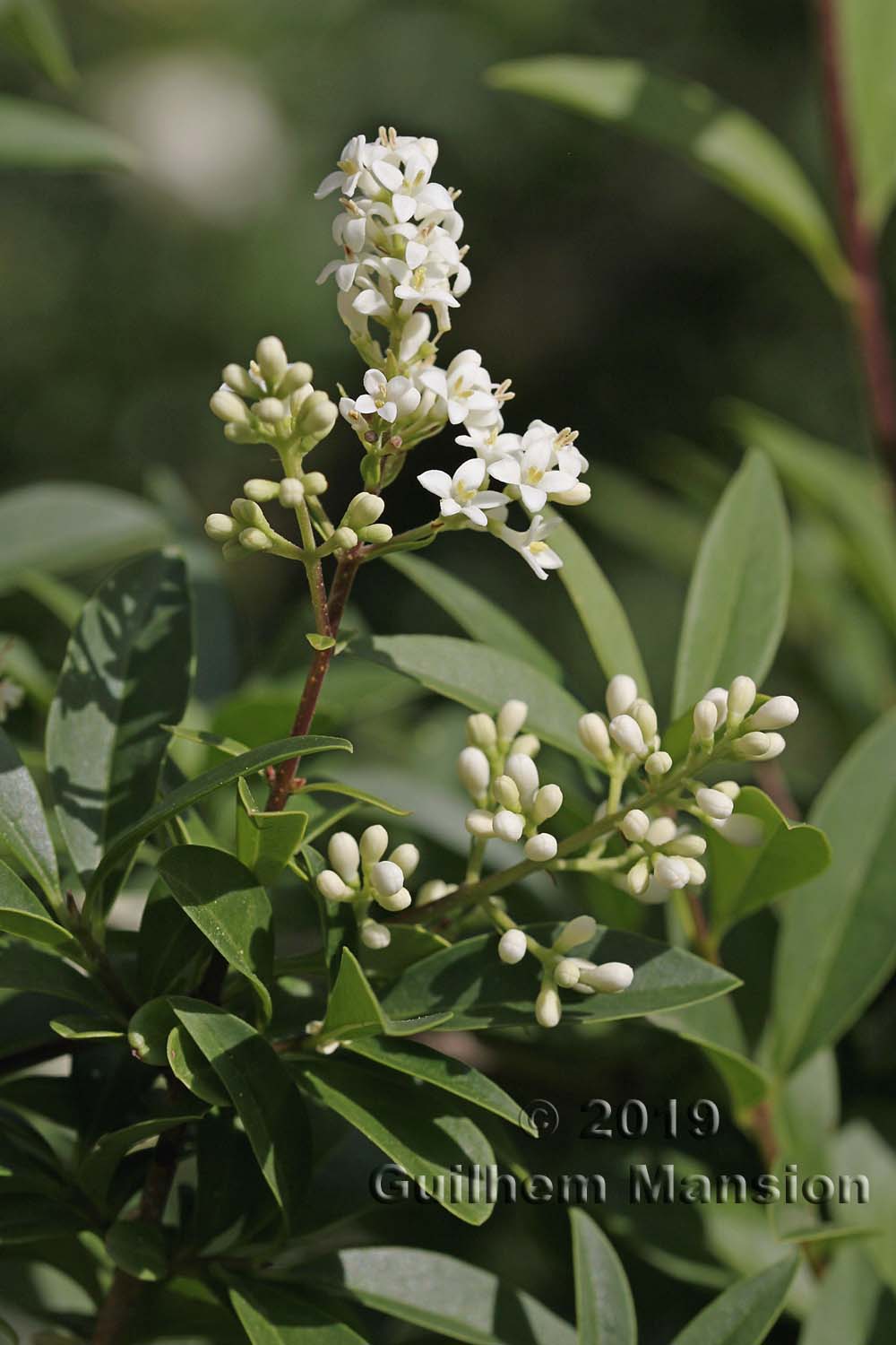 Ligustrum vulgare