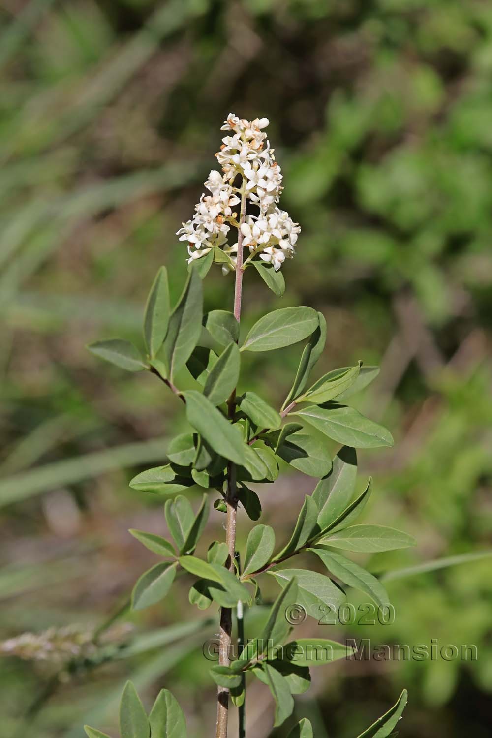 Ligustrum vulgare