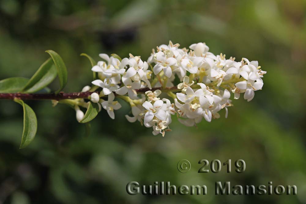 Ligustrum vulgare