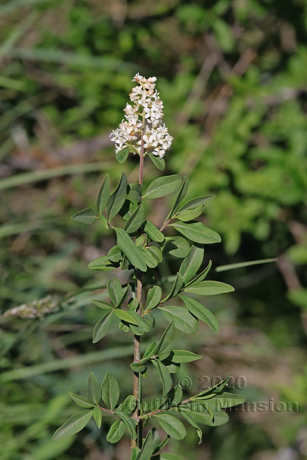 Ligustrum vulgare