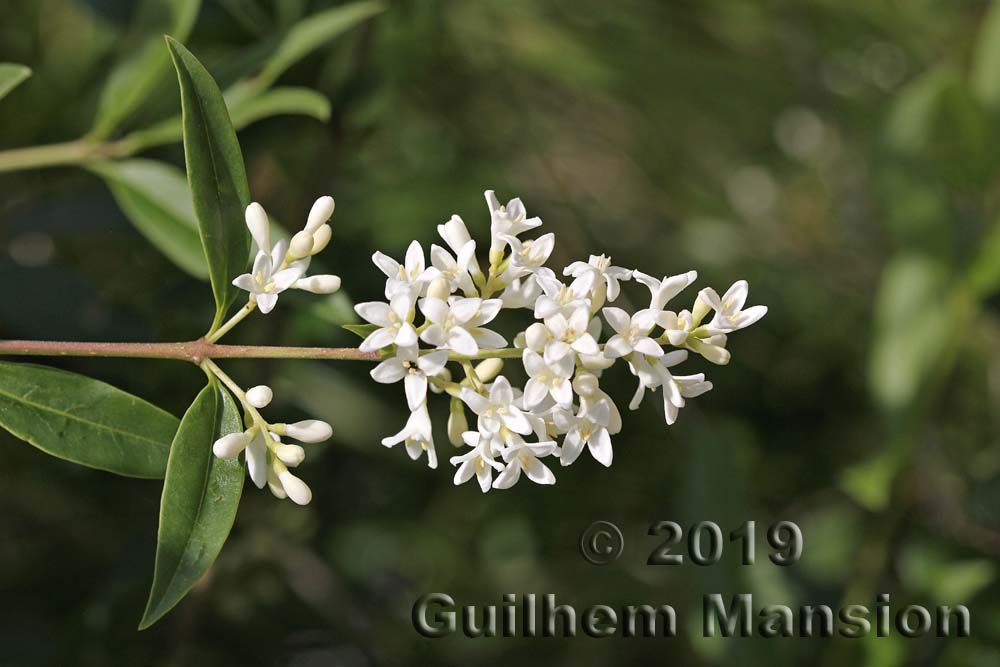 Ligustrum vulgare