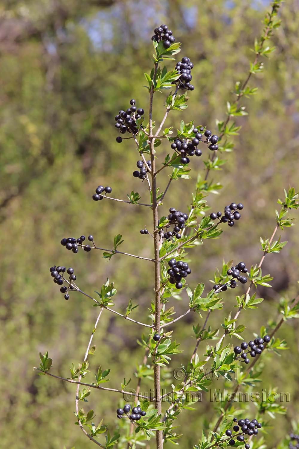 Ligustrum vulgare