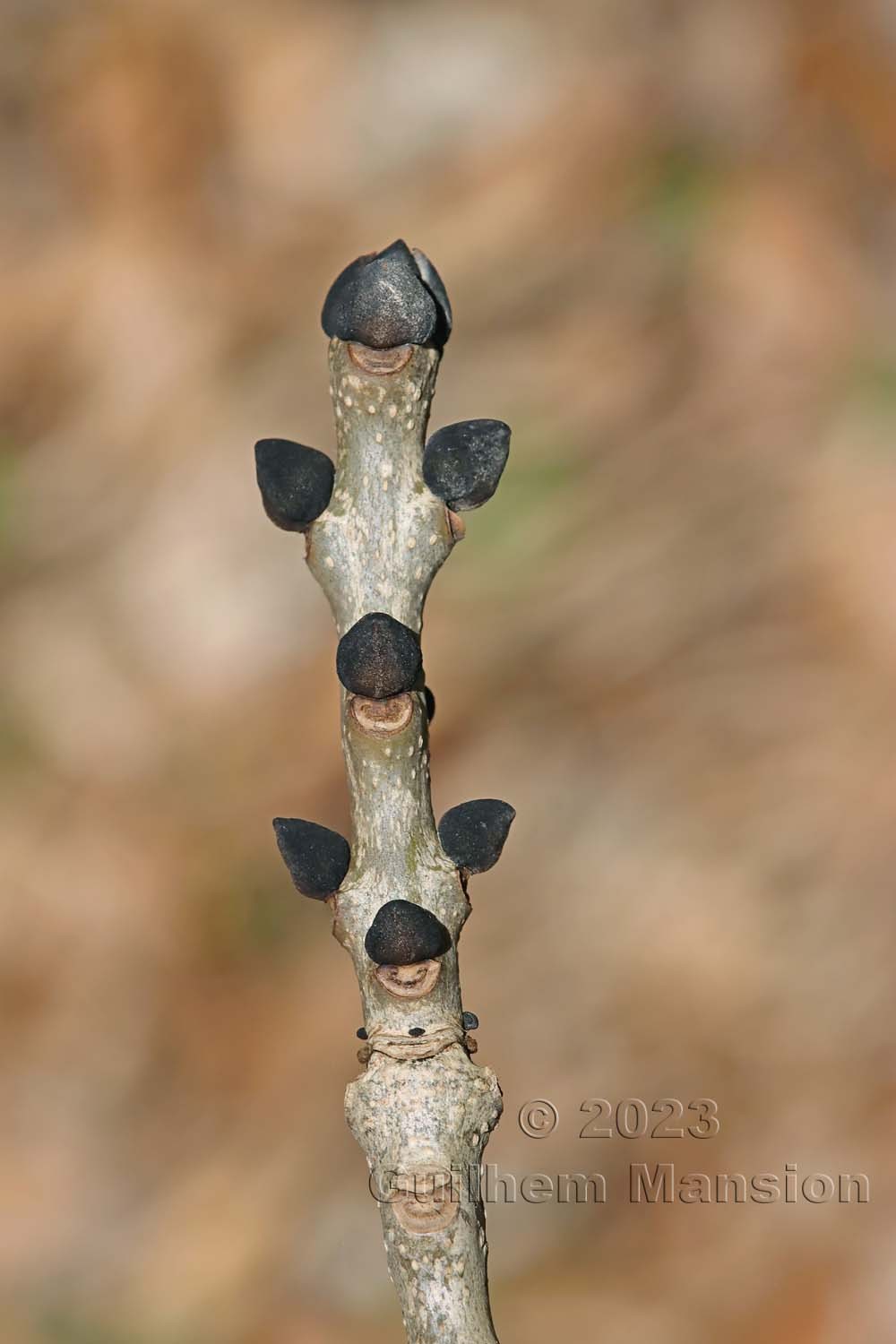 Fraxinus excelsior