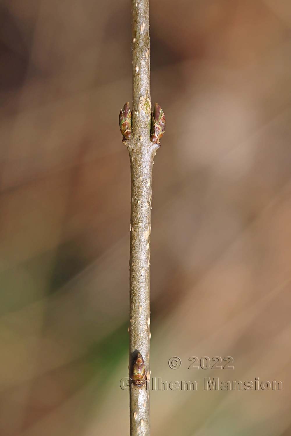 Ligustrum vulgare