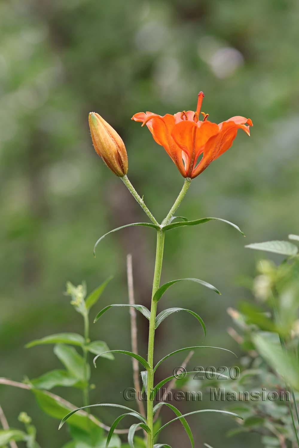 Lilium bulbiferum subsp. croceum