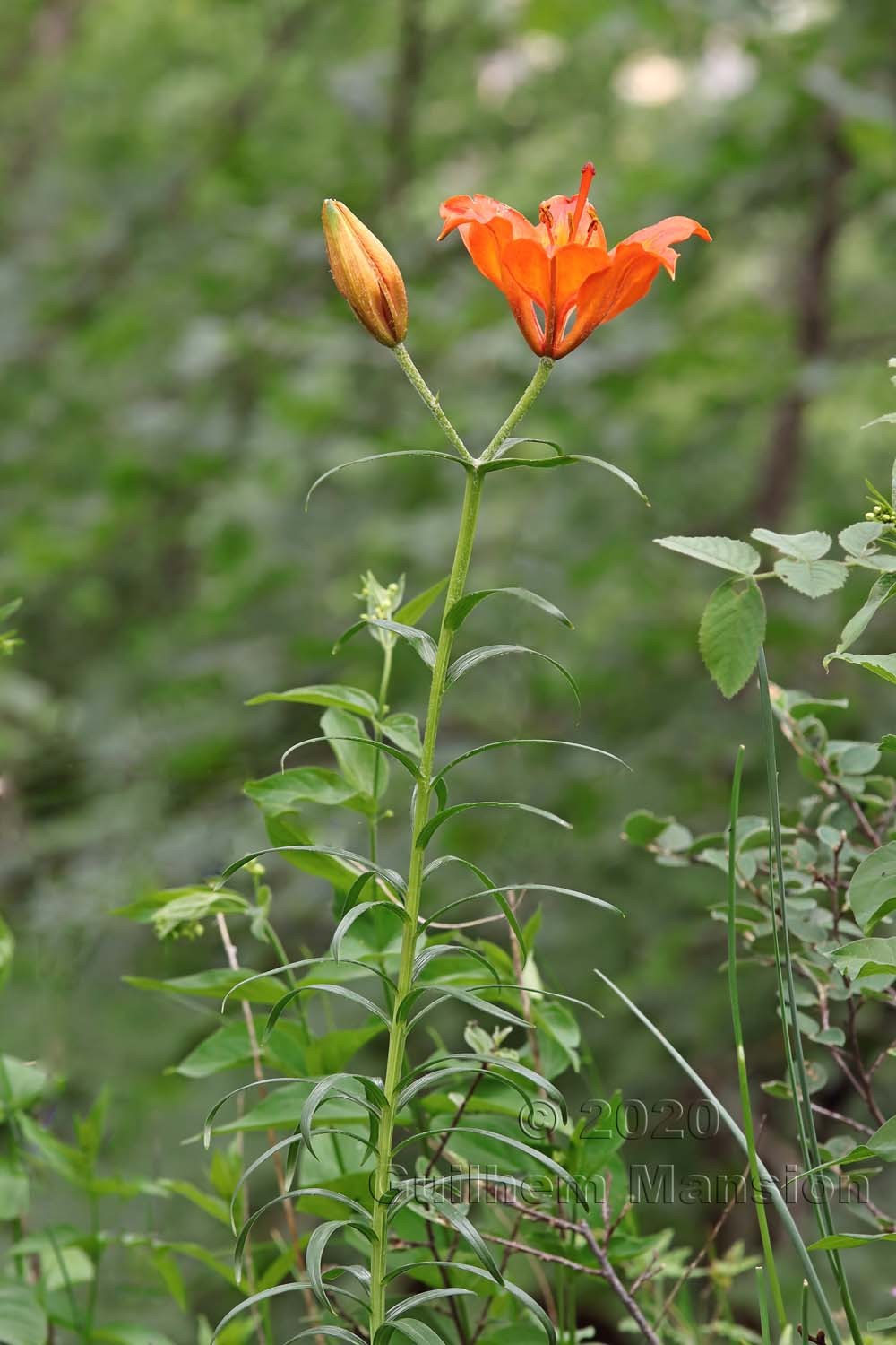 Lilium bulbiferum subsp. croceum