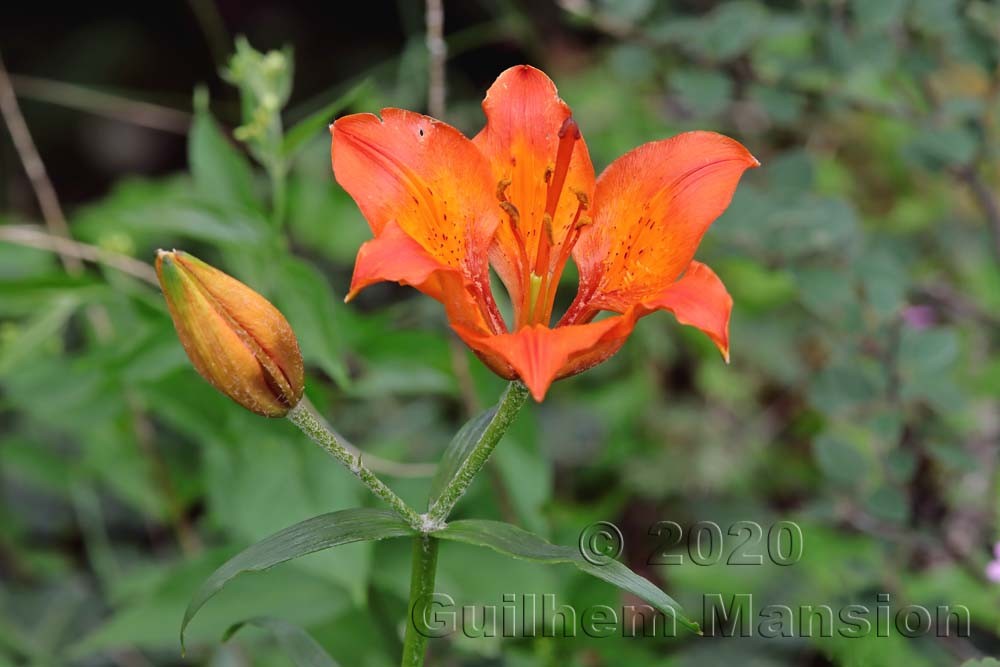 Lilium bulbiferum subsp. croceum