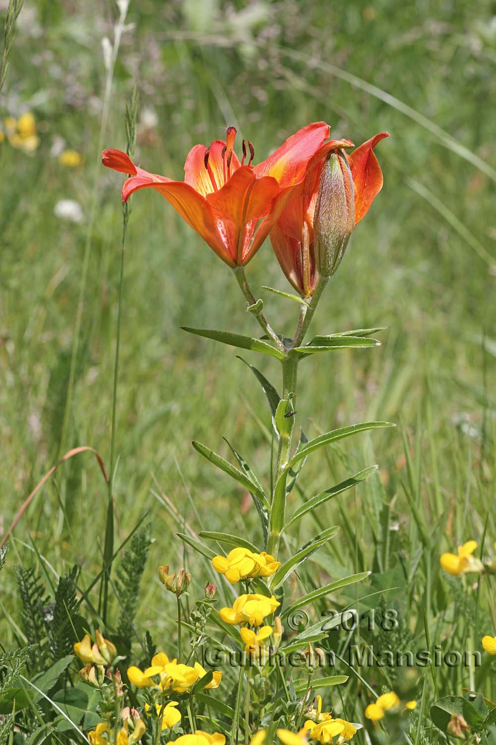 Lilium bulbiferum subsp. croceum