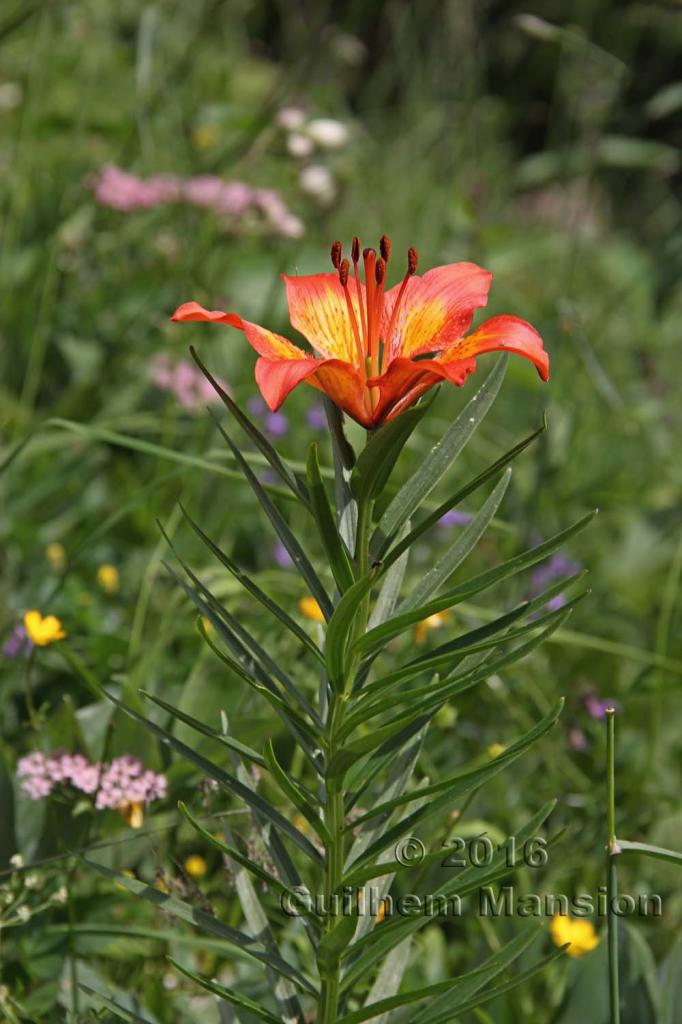 Lilium bulbiferum subsp. croceum