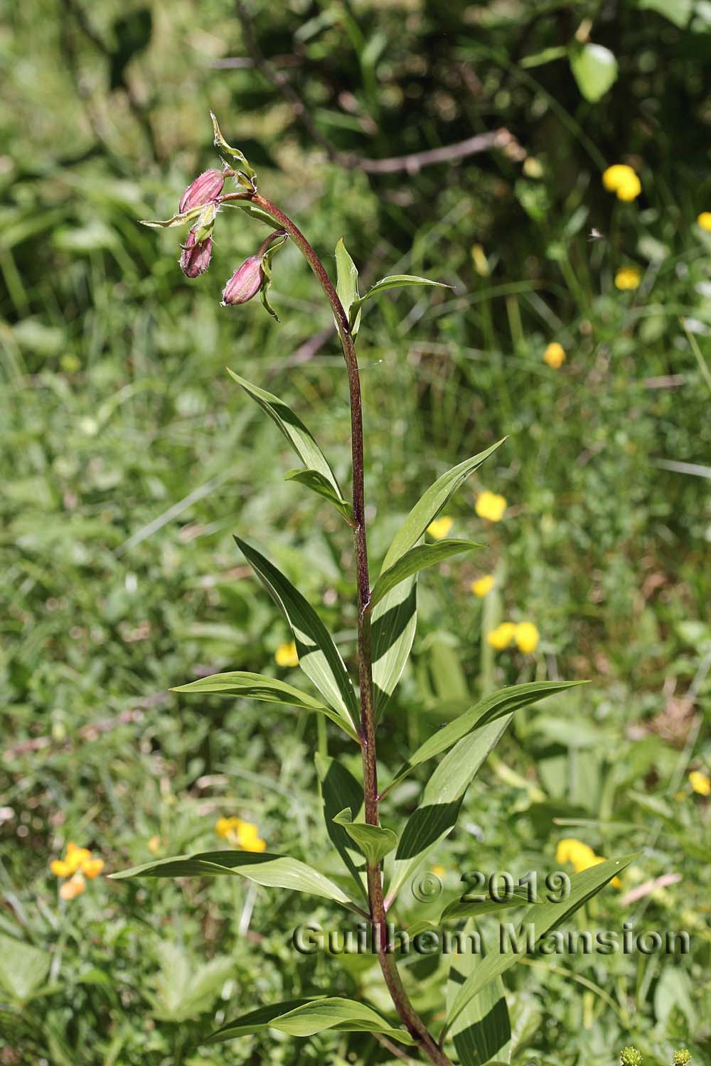 Lilium martagon