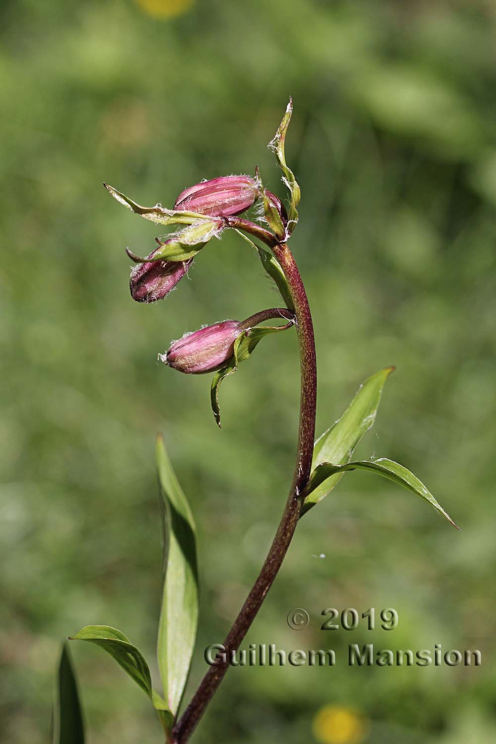 Lilium martagon