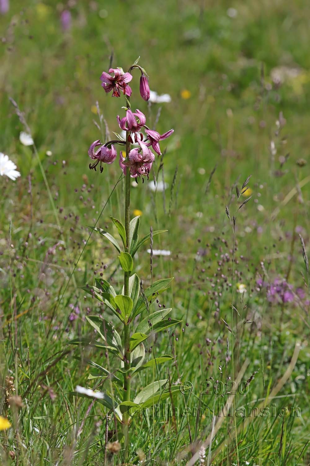 Lilium martagon