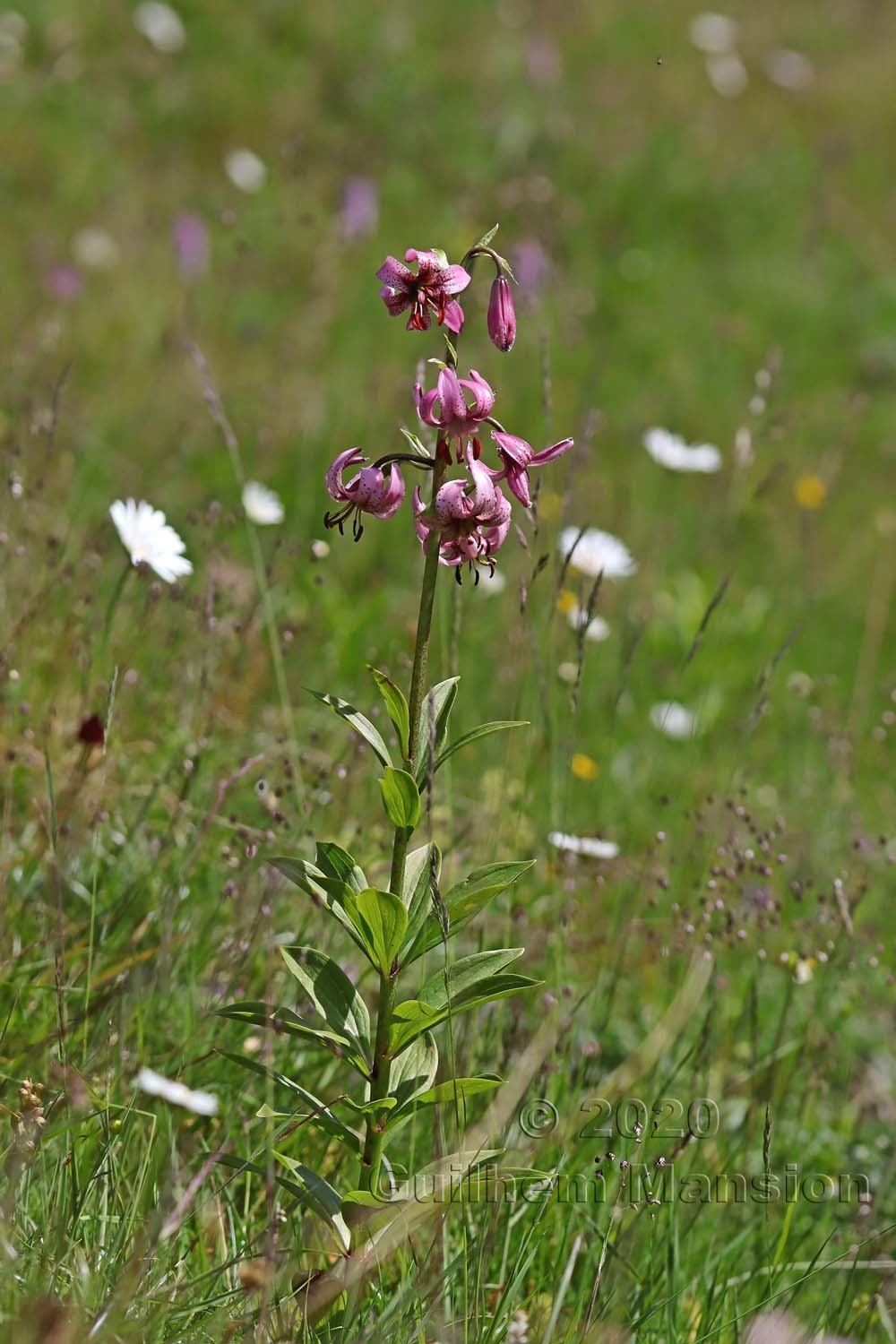 Lilium martagon