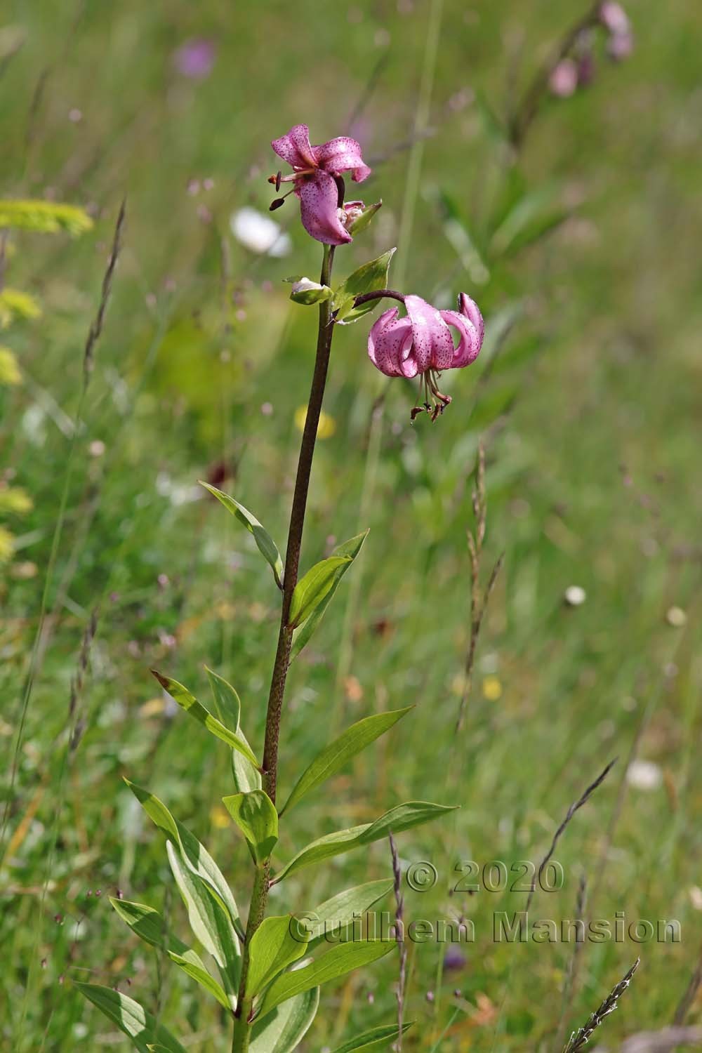 Lilium martagon