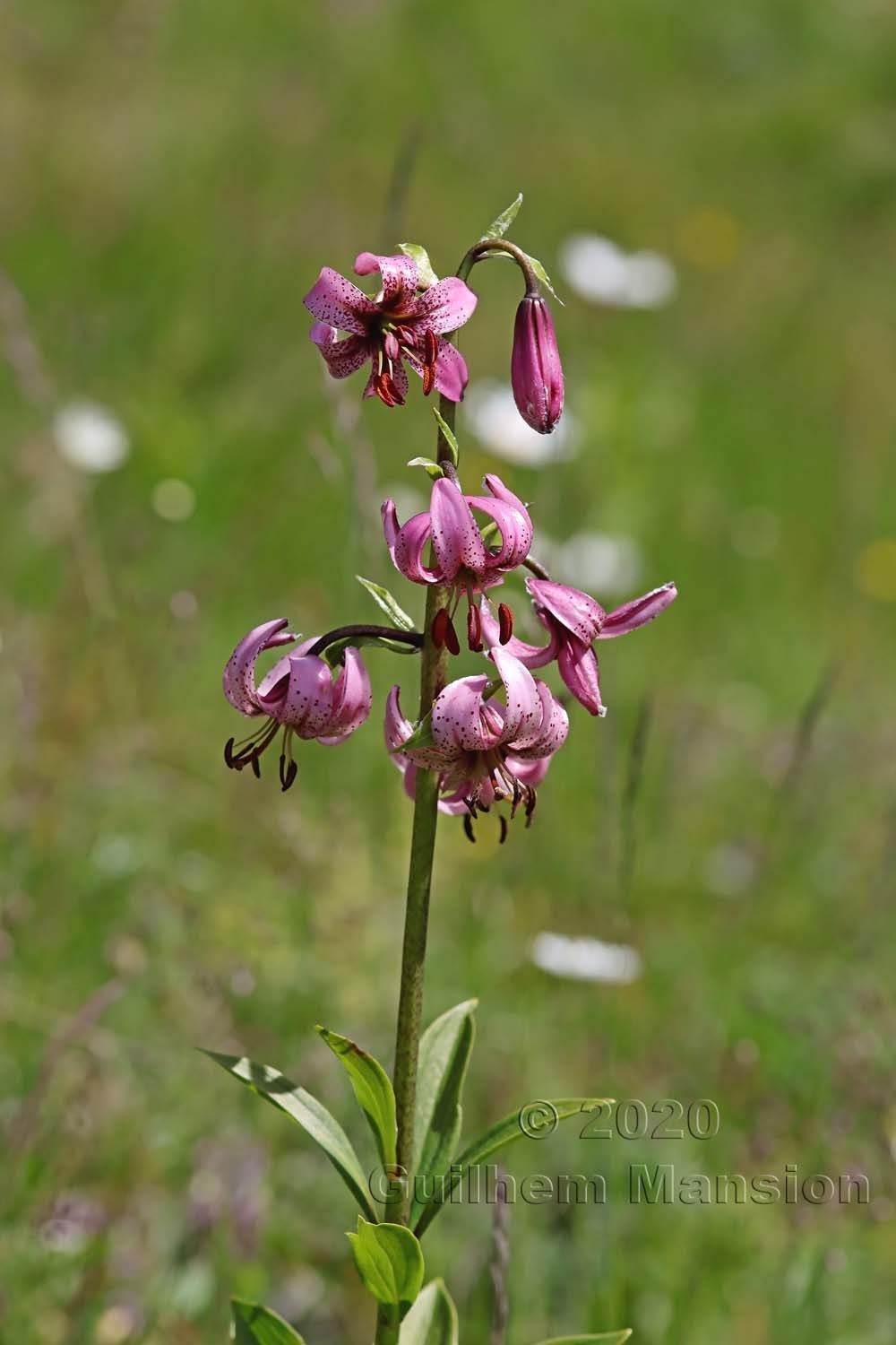 Lilium martagon