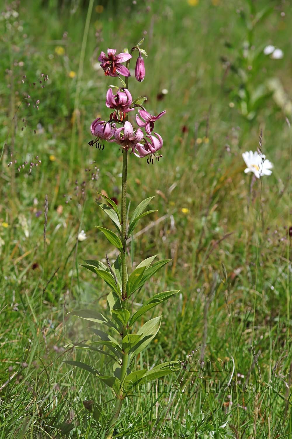 Lilium martagon