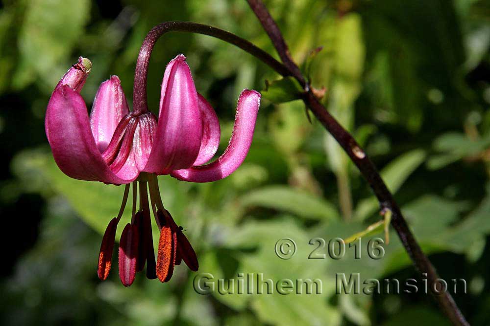 Lilium martagon