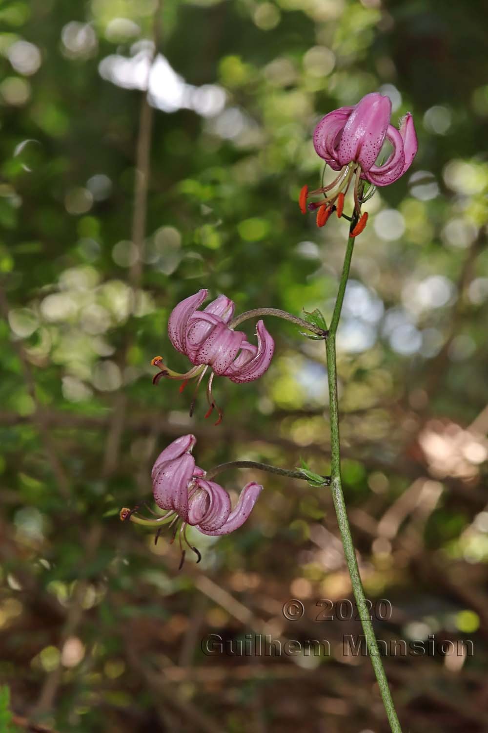 Lilium martagon