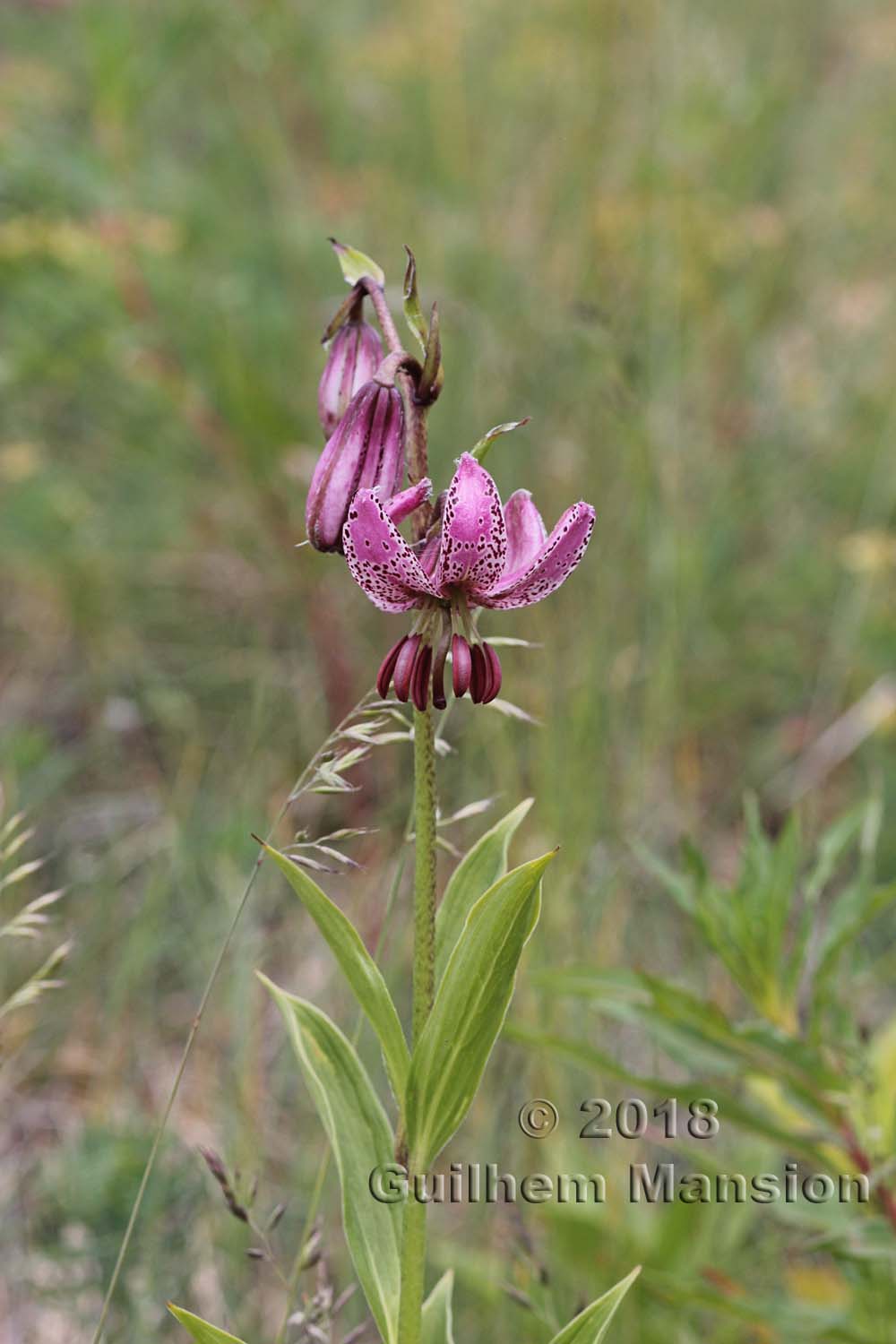 Lilium martagon