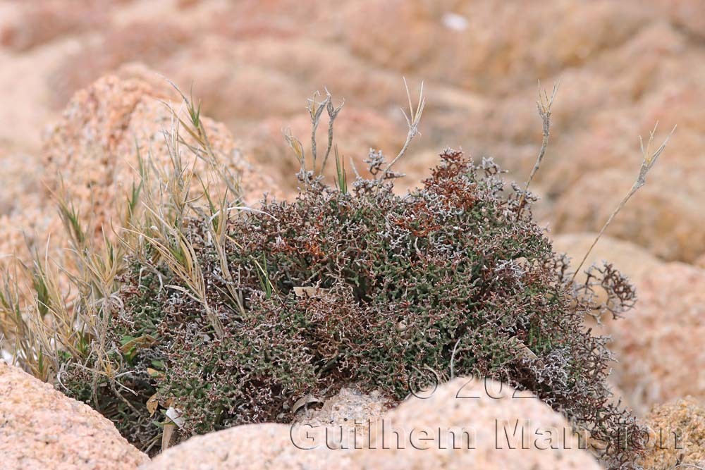 Limonium articulatum