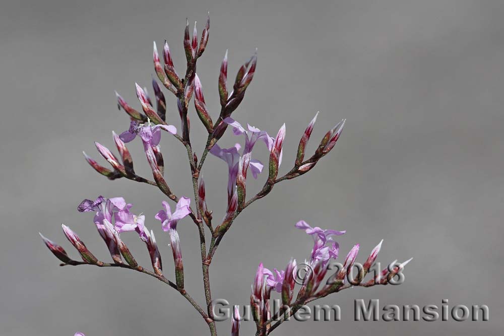 Limonium insigne