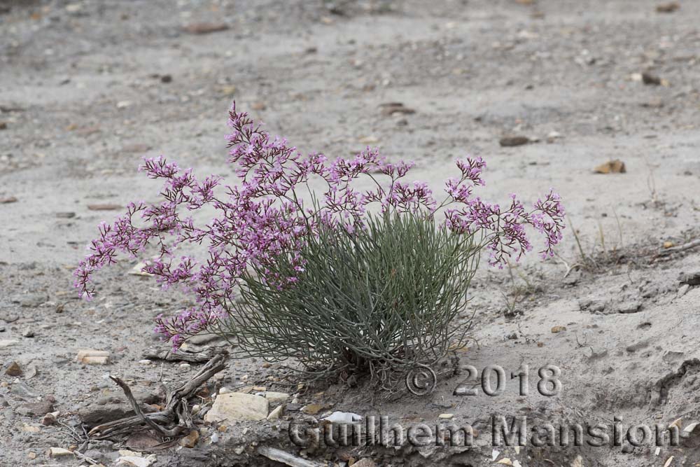 Limonium insigne