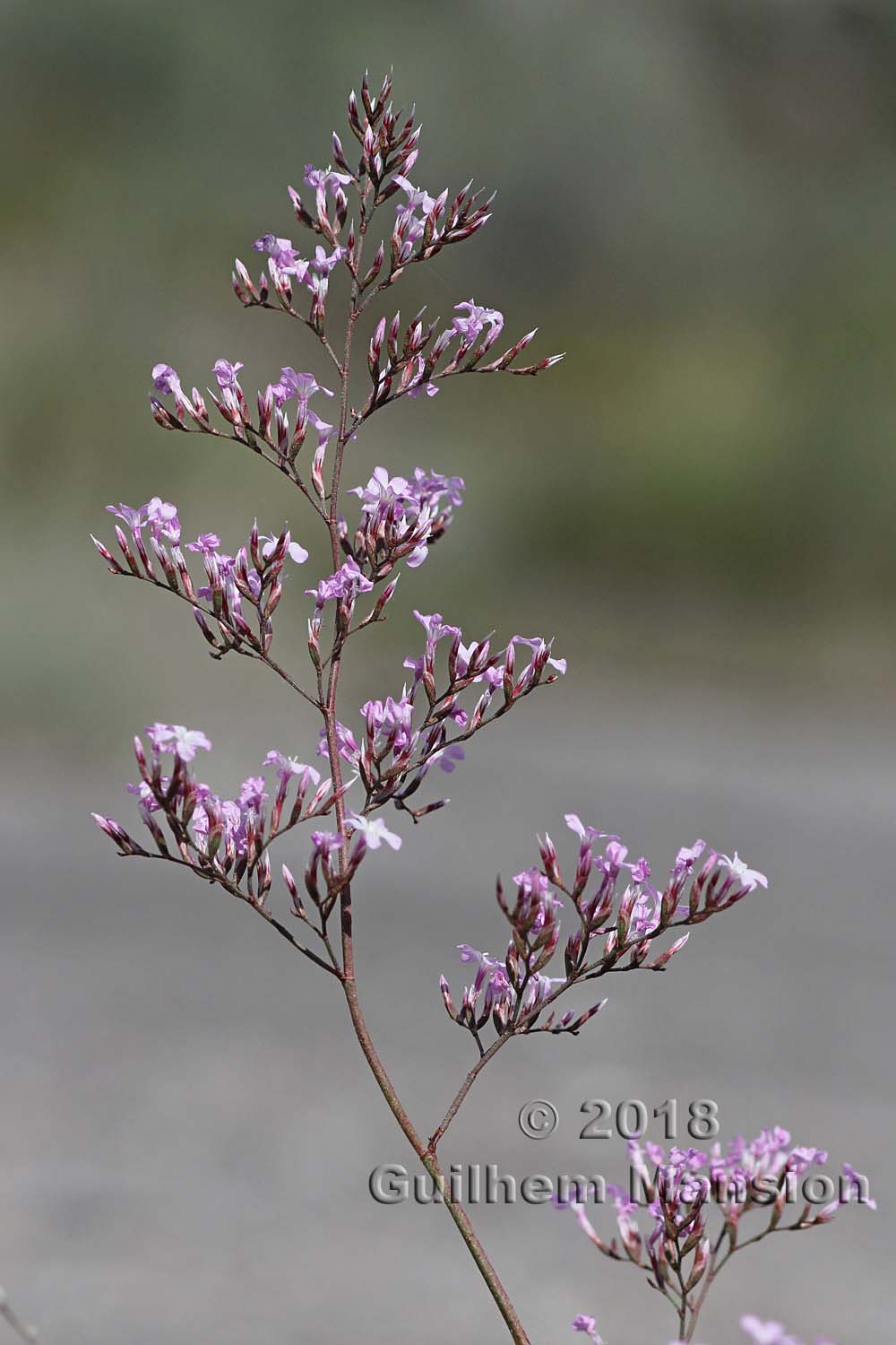 Limonium insigne