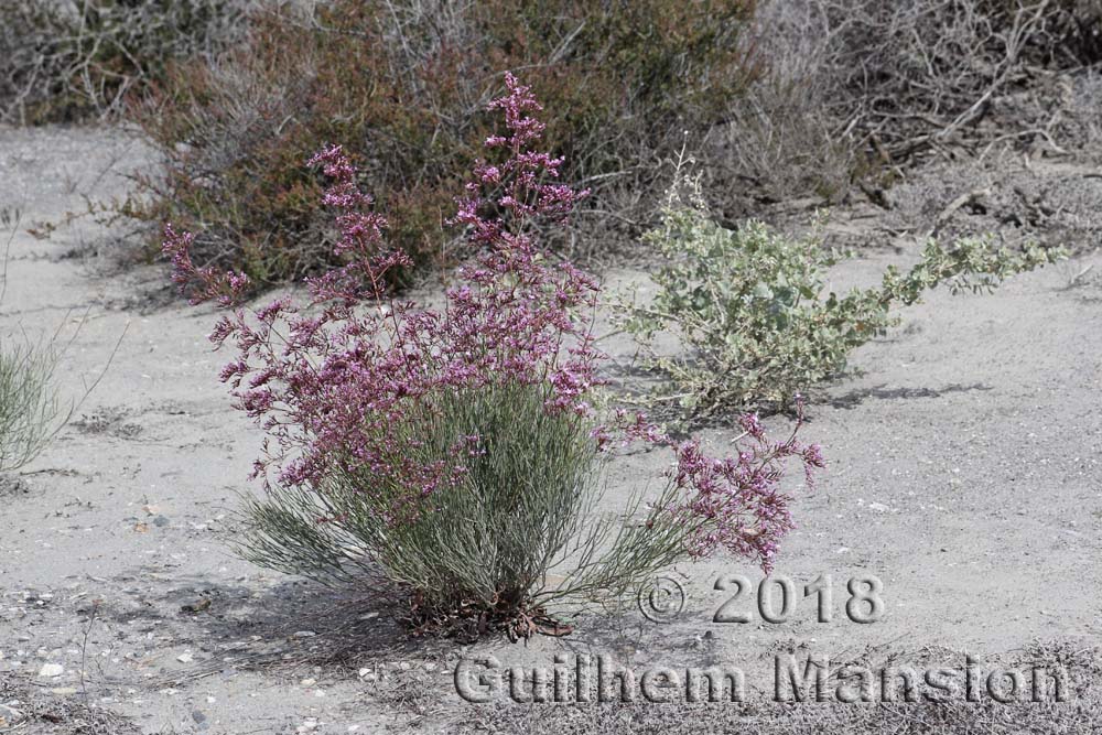 Limonium insigne