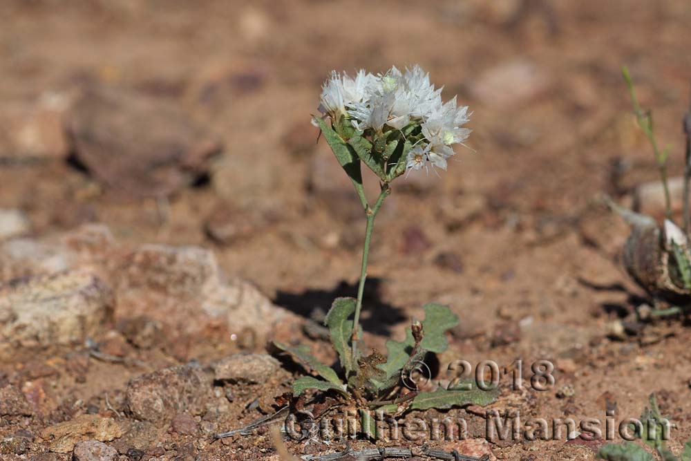 Limonium lobatum