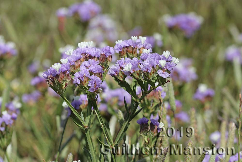 Limonium sinuatum