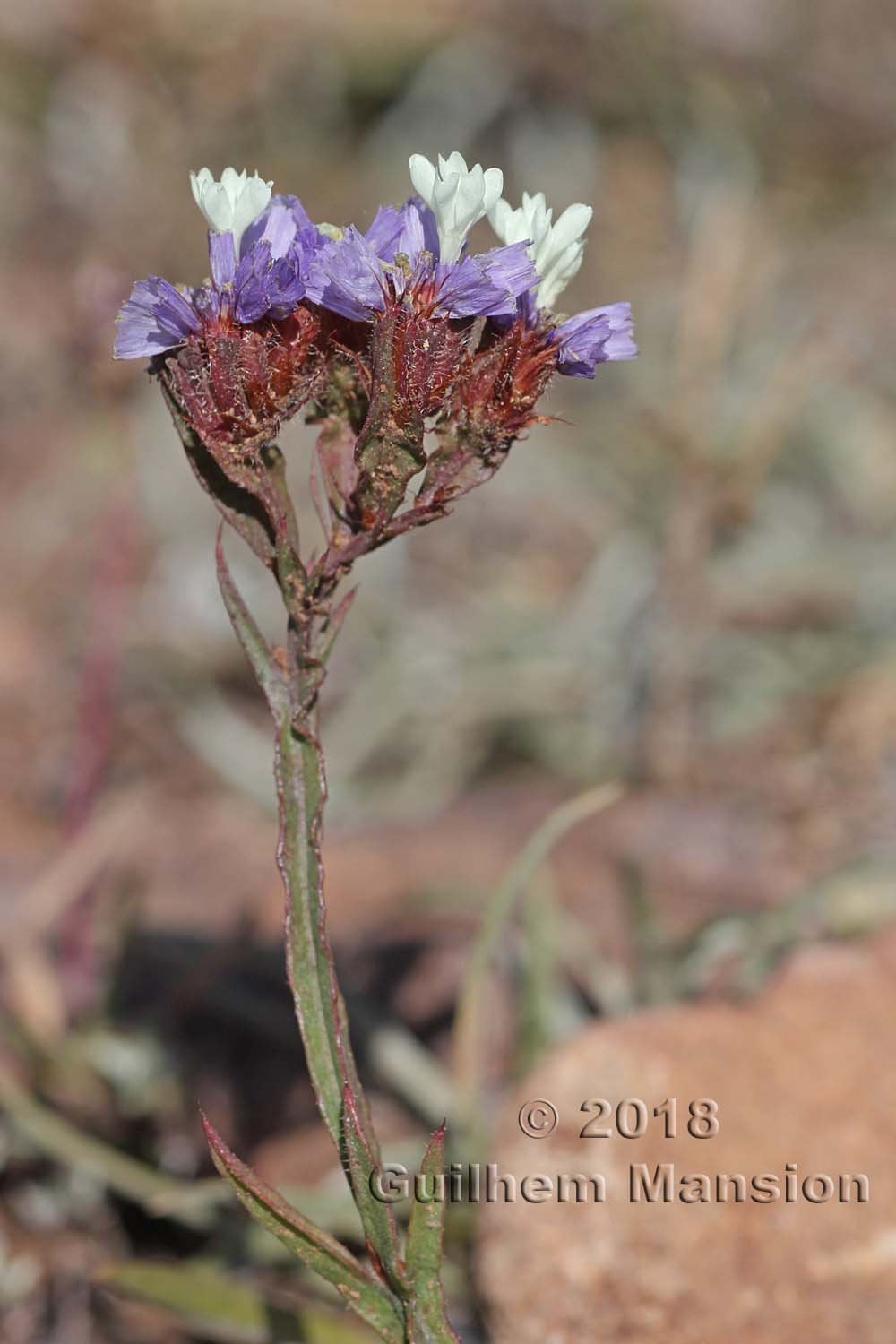 Limonium sinuatum