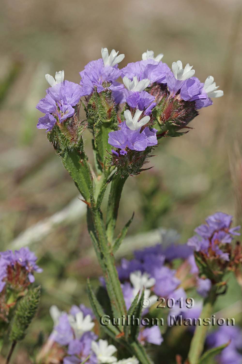 Limonium sinuatum