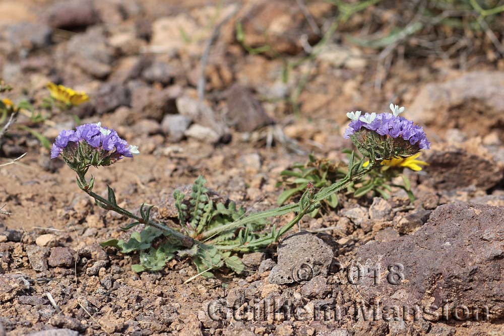 Limonium sinuatum