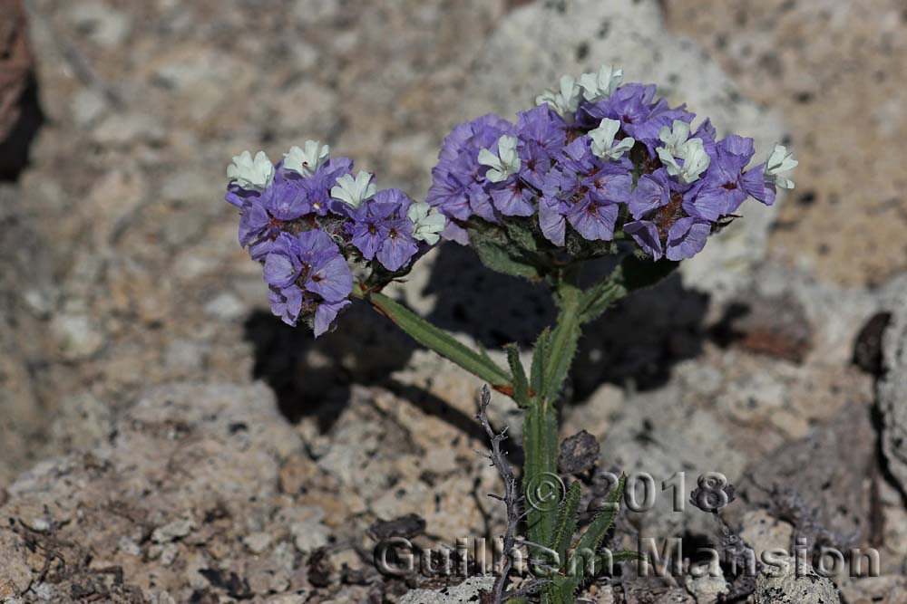 Limonium sinuatum