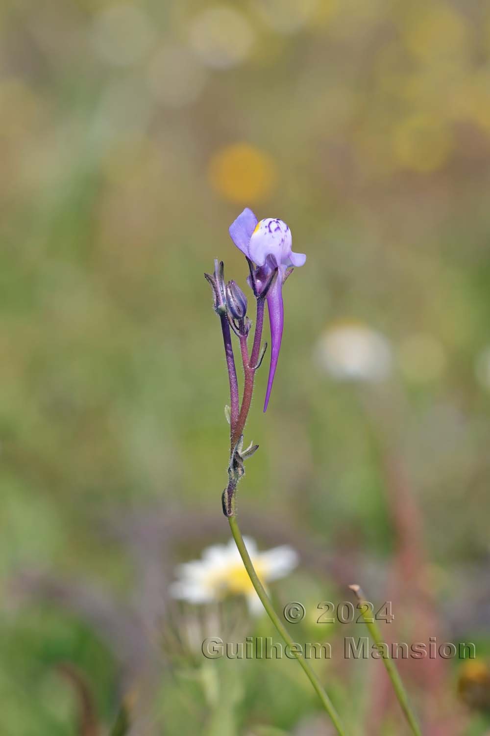 Linaria algarviana