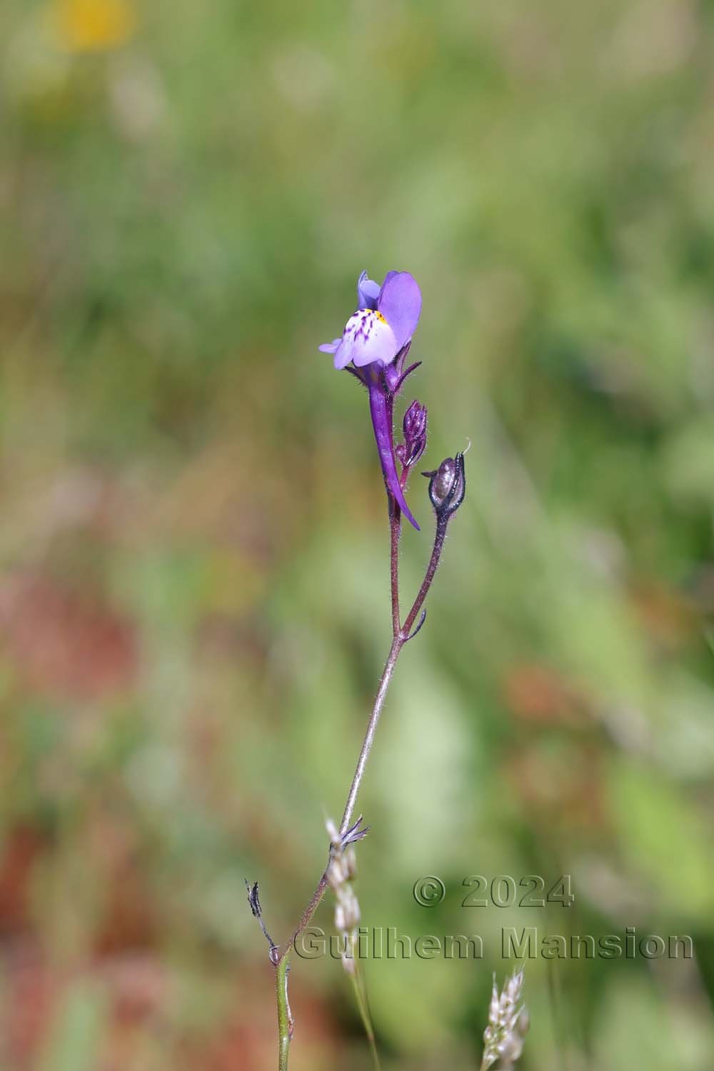 Linaria algarviana