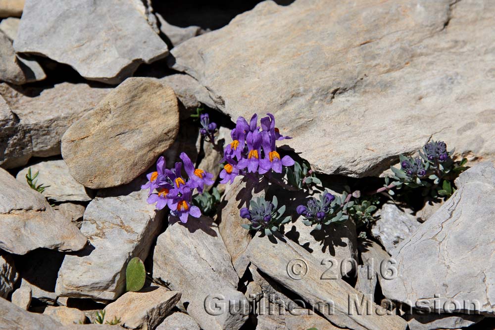 Linaria alpina