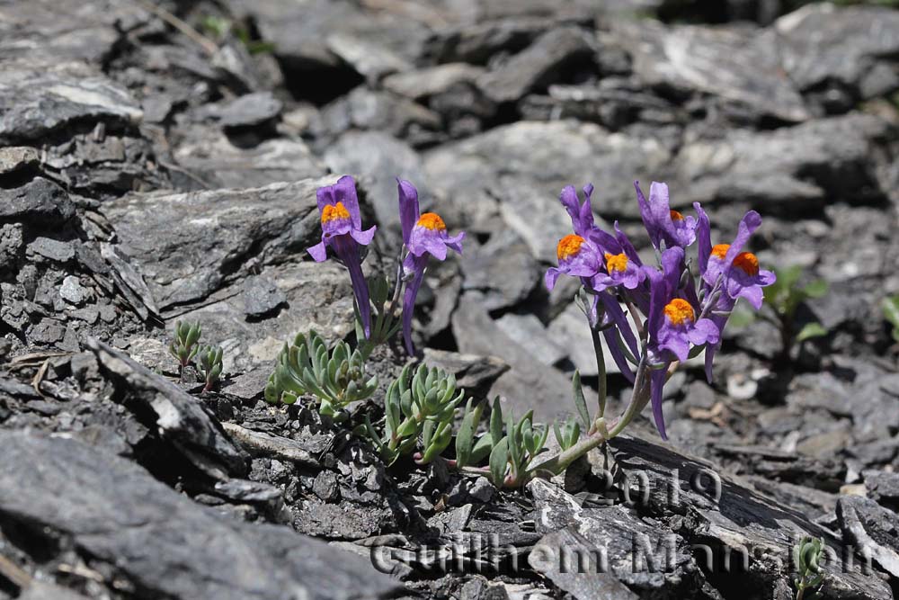 Linaria alpina