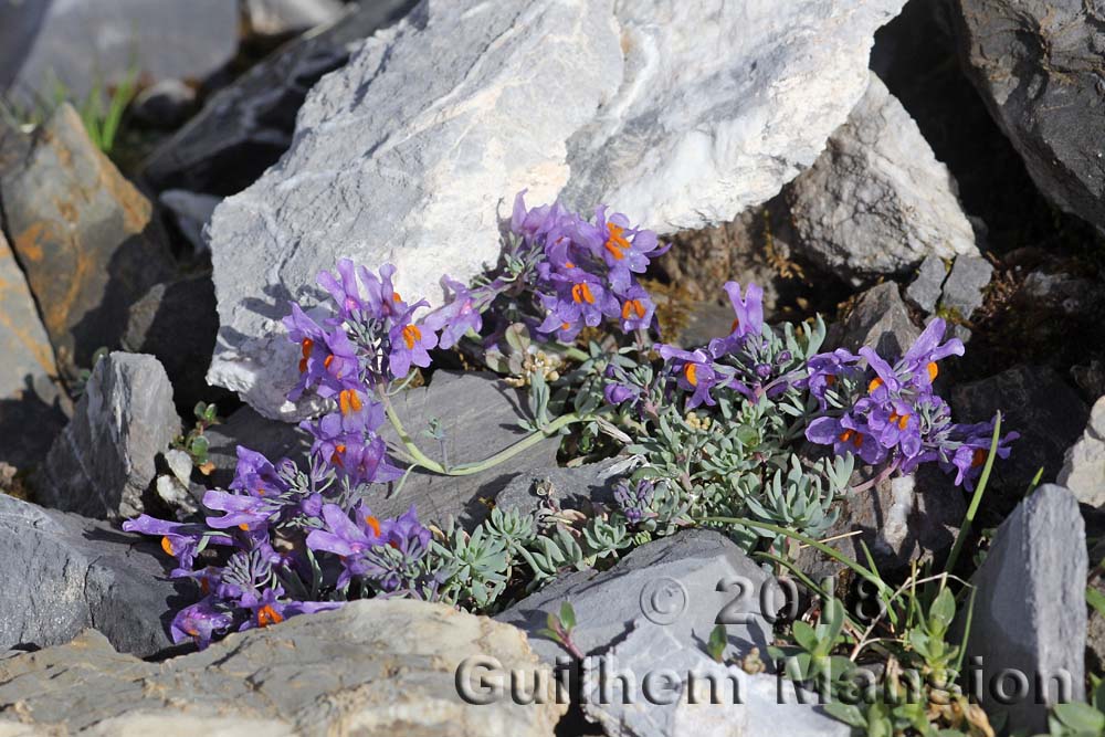 Linaria alpina