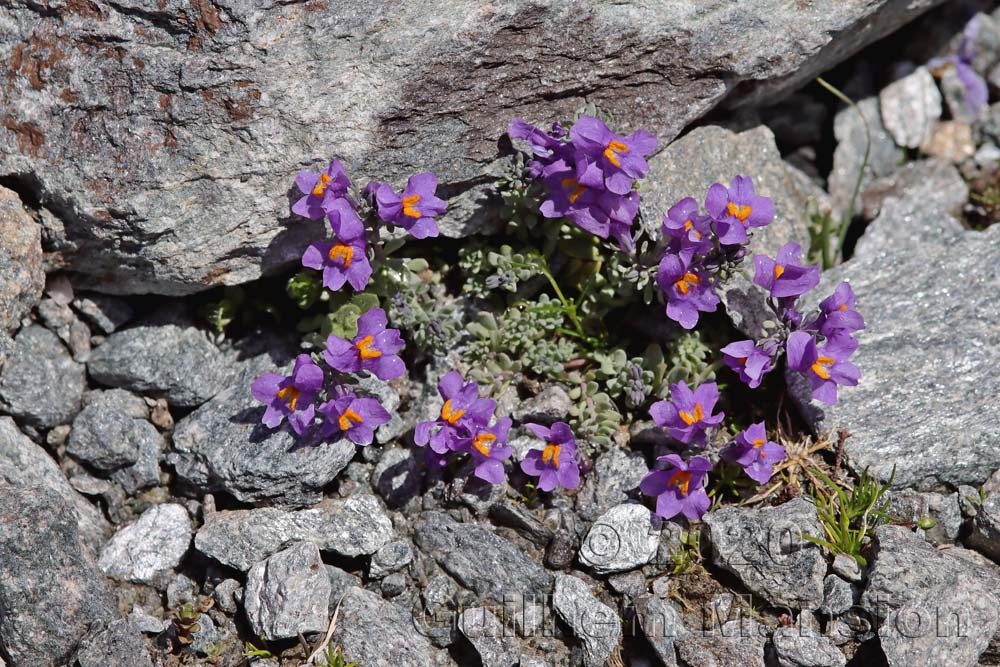 Linaria alpina