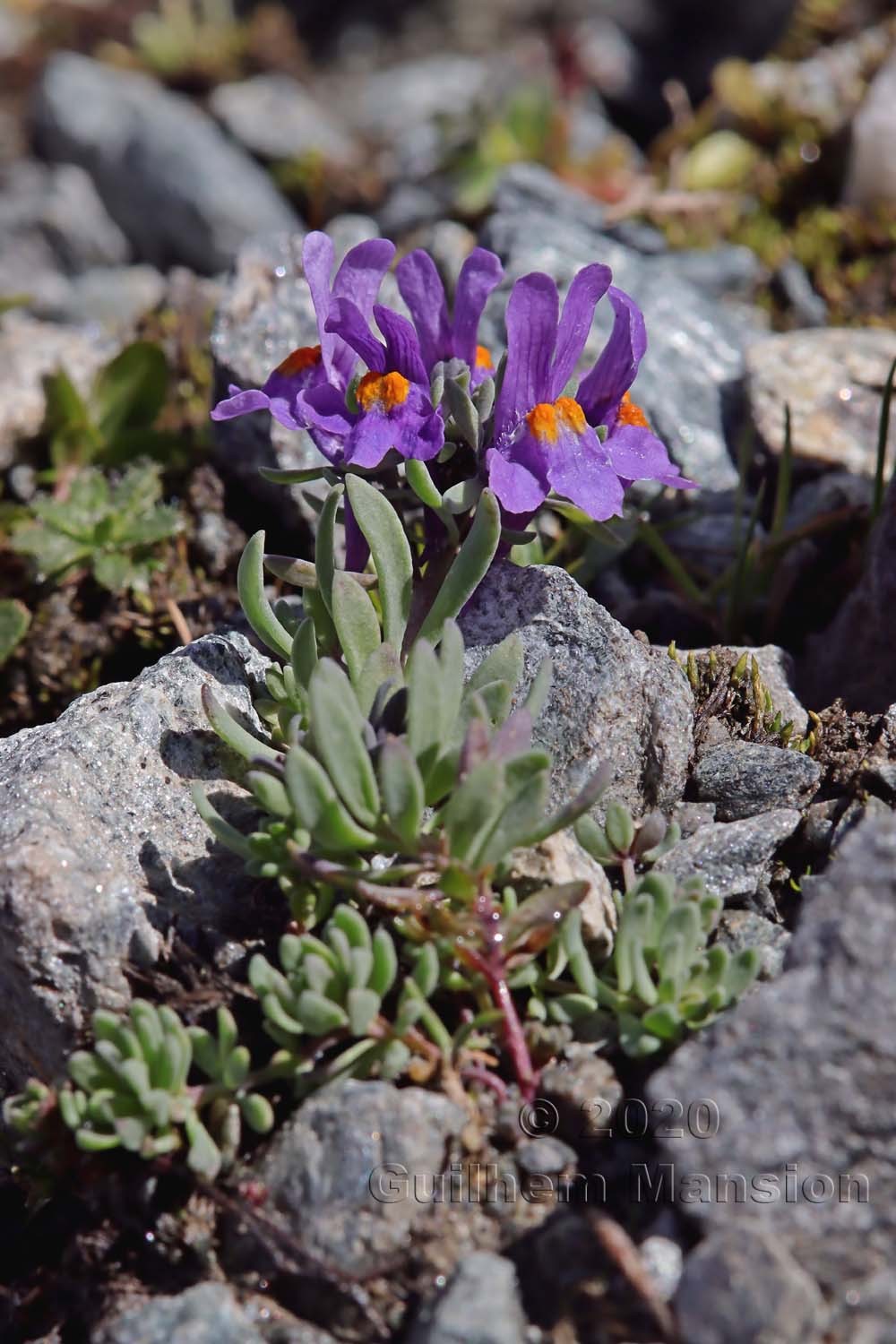 Linaria alpina