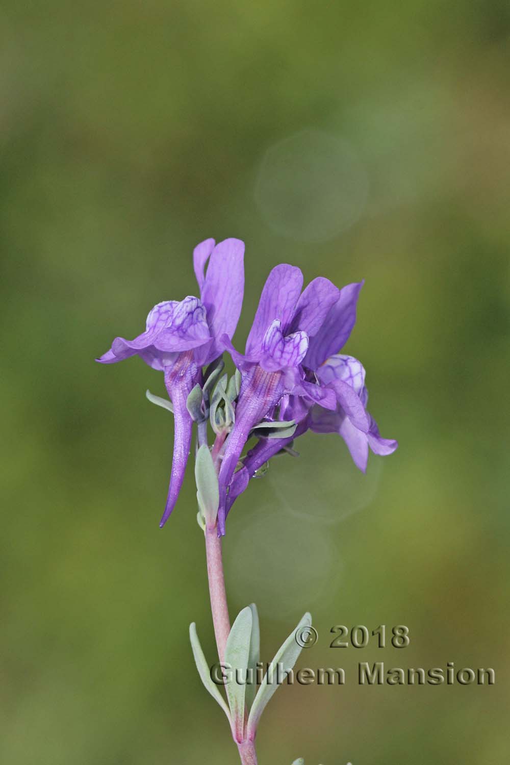 Linaria alpina