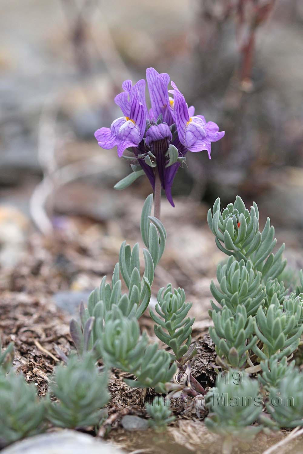 Linaria alpina