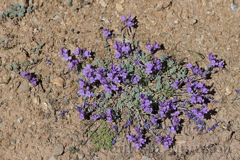 Linaria alpina