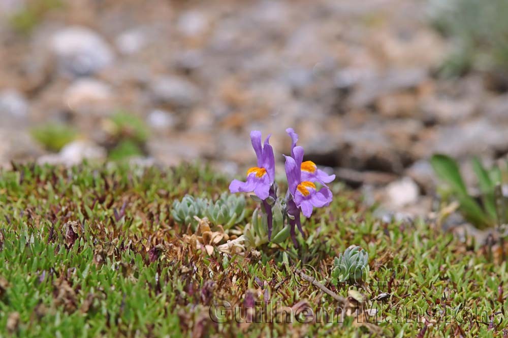 Linaria alpina