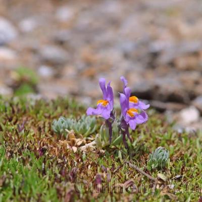Linaria alpina